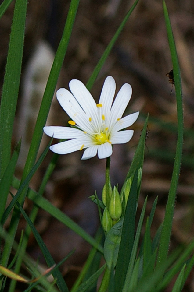 Rabelera holostea (=Stellaria holostea) / Centocchio garofanina